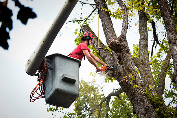 Emergency Storm Tree Removal in Wheatland, CA